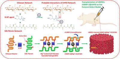 Recombinant Human Bone Morphogenic Protein-2 Immobilized Fabrication of Magnesium Functionalized Injectable Hydrogels for Controlled-Delivery and Osteogenic Differentiation of Rat Bone Marrow-Derived Mesenchymal Stem Cells in Femoral Head Necrosis Repair